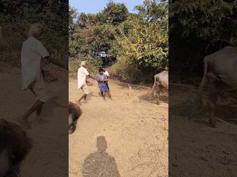 Casting of a buffalo and artificial insemination of the buffalo