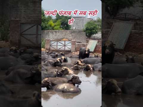 #पंजाब में पानी का कहर #animal #dairyherd #viralshorts #वायरल #farming #dairyproducts #gircow