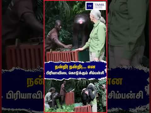 நன்றி! நன்றி!... என பிரியாவிடை கொடுக்கும் சிம்பன்சி  #chimpanzee #love #Spreadlove #viralvideo