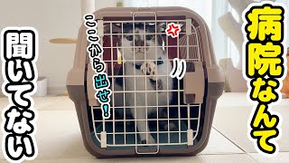 病院に連れていかれる愛猫と心配する弟猫の反応が可愛すぎた【健康診断】