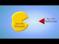 Understanding Enzymes