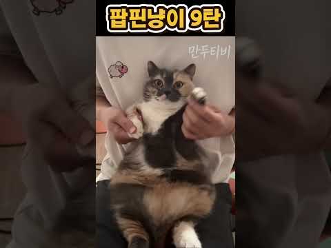 귀여운 팝핀냥이 9탄 #cat #냥춘기 #cute #각종유머 #고양이 #깜냥