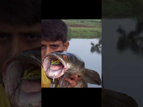 เคเคพเคฏเคเคฐ เคฎเคฐเคณ เคฎเคพเคธเคพ Big Tiger Snakehead Fish #krfishhunter #snakeheadfishing #fishing