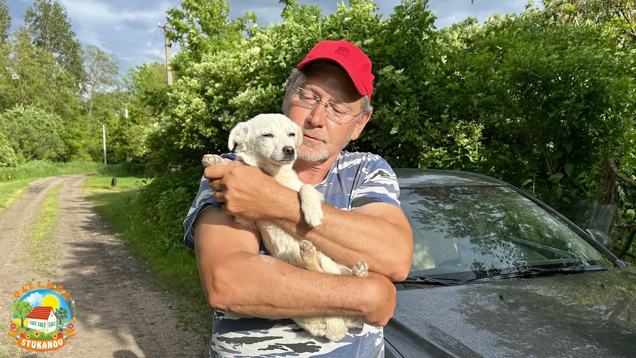 подобрали бездомного щенка на дороге и привезли домой