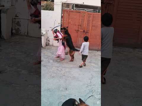 German  shepherd  dogs.                            जब तक मै हु कुछ होने नहीं दूंगा