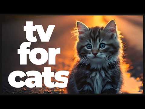 Cat TV: 10 Hours of Bird Watching & Nature Footage with Soothing Cat Music | Entertainment for Cats
