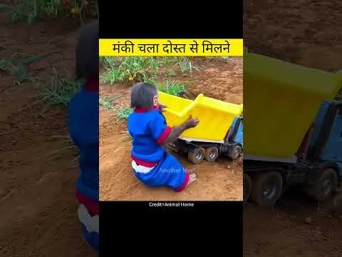 Monkey meet friend | Amazing videos in hindi #shorts
