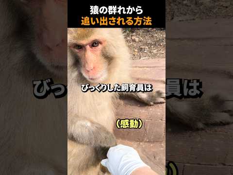 猿の群れから追い出される方法