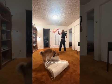 Funny dogs 🐕