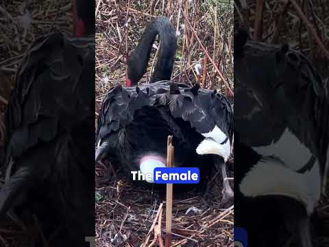 20% of black swans are homosexual！