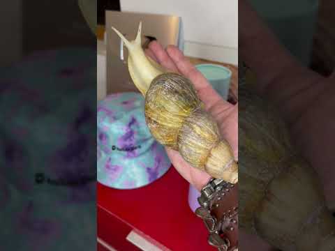gigantic insects ! #bug #insect #animals #shortswithzita #rock_n_insectes