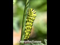 Exploring the Butterfly Life Cycle