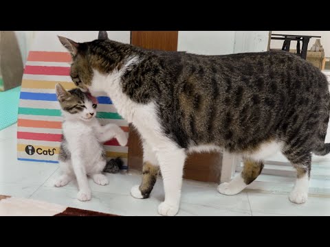 The Big Cat Has a lot of Affection for the Rescued Kitten │ Episode.46