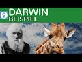 evolutionstheorie-darwin-beispielaufgabe/