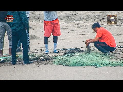 Mira la noble actitud de este pescador. // Seagulls receive food from fishermen.