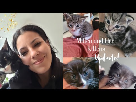 Mittens and Her Kittens! Update!