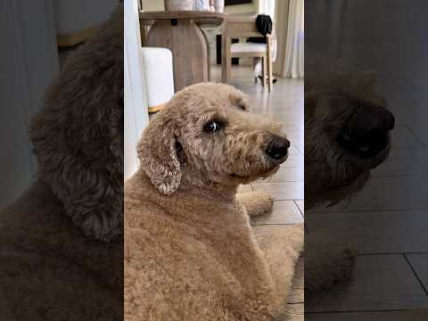 “Urgency” is not in Oliver’s vocabulary #dogcomedy #dogs