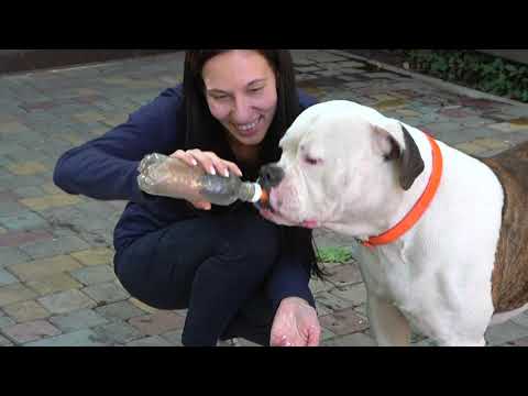 ⭐️Gorgeous American Bulldogs Platon and Cuba. Odessa