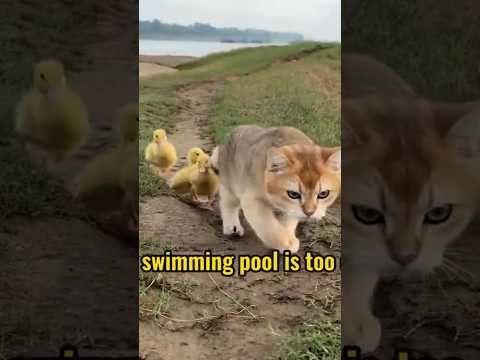 The kitten takes the duckling to swim!(Click to watch the full version)#cute #funny #kitten