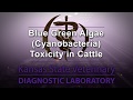 Cyanobacteria Testing and Management
