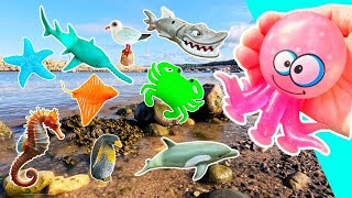 Fun Animal Names & Facts for Kids: Dolphin, Octopus, Shark, Turtle, Jellyfish,... | Sea Creatures