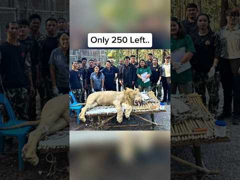 Animals That Might Be Gone By 2027 🤯