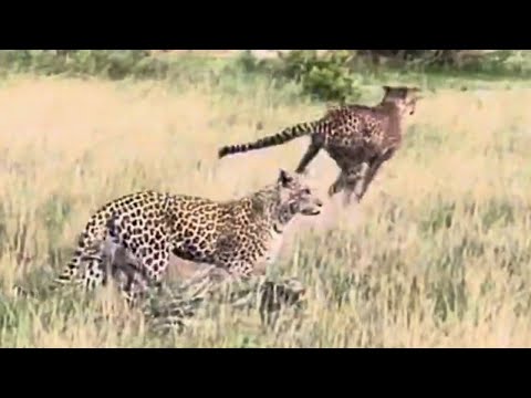 5 Cubs in Danger! Leopard Steals Cheetah Mom's Meal in Shocking Showdown