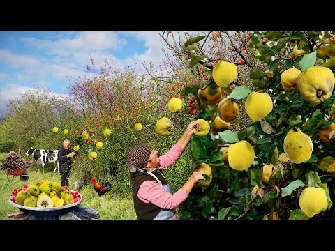 HARVESTING QUINCE | Granny is Making Quince Compote and Jam | Village life in Azerbaijan