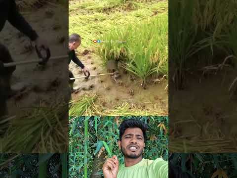 বাংলাদেশী কৃষক ভাইয়ের আবিষ্কার দেখুন