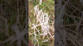 Ice on grass, Madeira | Erva congelada