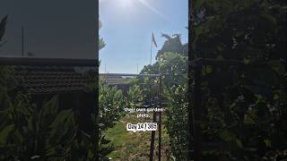 Imagine a little green escape in the heart of Zurich, where families can rent their own garden plot.