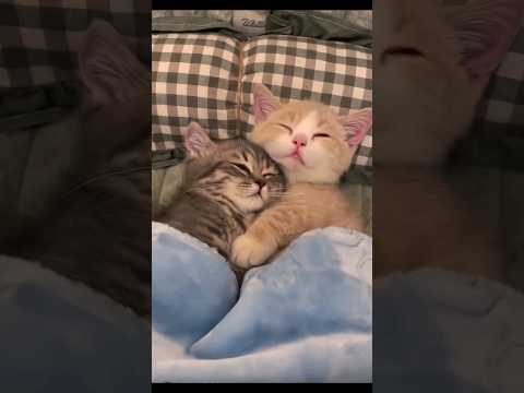 Kitten With Love