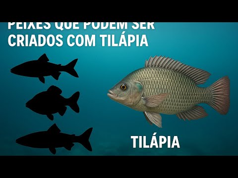 Top peixes que podem ser criados com tilápia