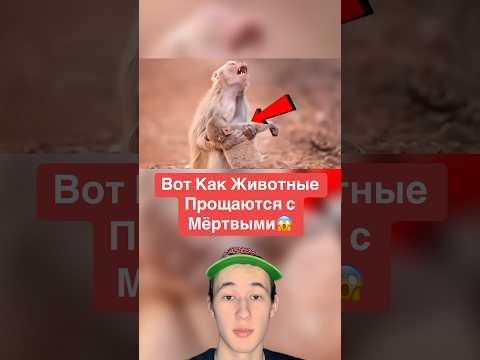 Вот Как Животные Прощаются с Мёртвыми!😱 #shorts #животные #слон #пингвин
