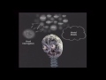 Understanding Visual Communication and Brain Processing