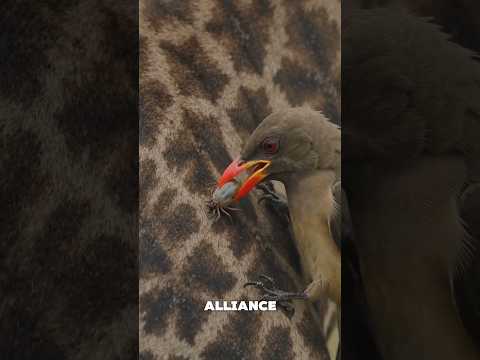 Oxpecker vs ticks and parasite- Nature's cleaning birds. #wildlife #animals #foryoupage