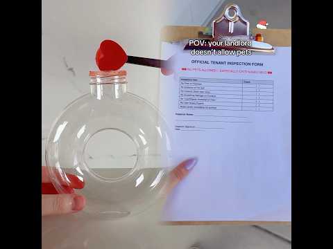 #catowners #catlovers #funnycat #cats #cattok #catlover #pets