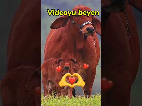 Ronaldoyu korumak için hayvan seç#ronaldo