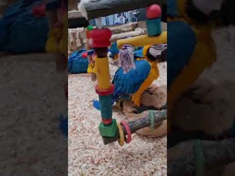 Their first big nest aka the blue bebe playpark