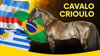 OS MELHORES GARANHÕES NA CABANHA CALA BASSA E A CRIAÇÃO DE CAVALOS CRIOULOS