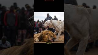 كابوس الحيوانات البرية: دوغو أرجنتينو!