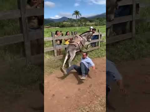 este Burro parese karateca tirando pata🤣😂 #funny #humor #comedy #comedia
