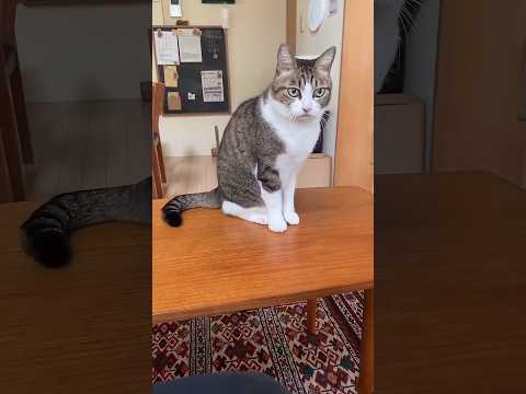 #cats #cutecat #funnycats #cuteanimals #shorts