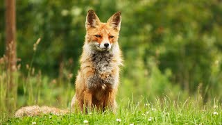 Caring for Animals Great and Small (Animal Documentary)