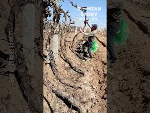 Kenapa Petani Cina Mengubur Pohon Anggur❓️