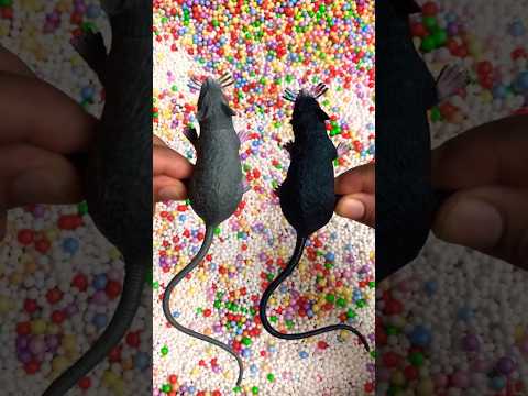 wow 🐞🐀