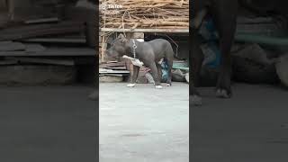 7 months old pitbull dog