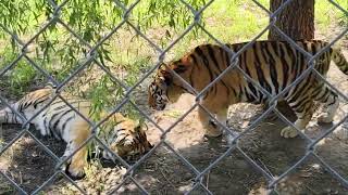Funny zoo moment with playful tiger in Heilongjiang, China