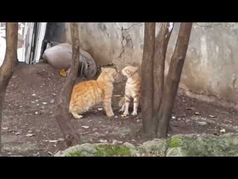 KEDİ KAVGASINDA SON NOKTA !!