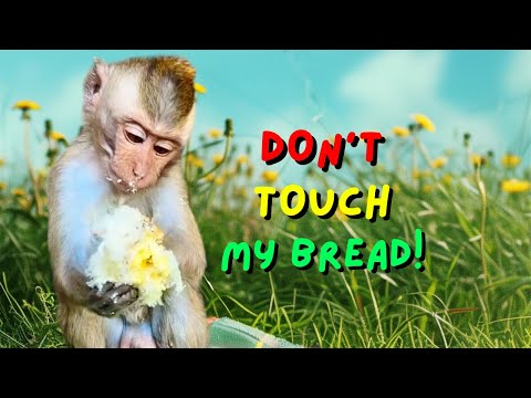 So Cute Monkey Didi Doesn't Want to Share Bread!